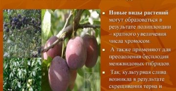 Значение слова полиплоидия. Что такое полиплоидия, ее значение и роль в образовании видов В результате чего возникает полиплоидия