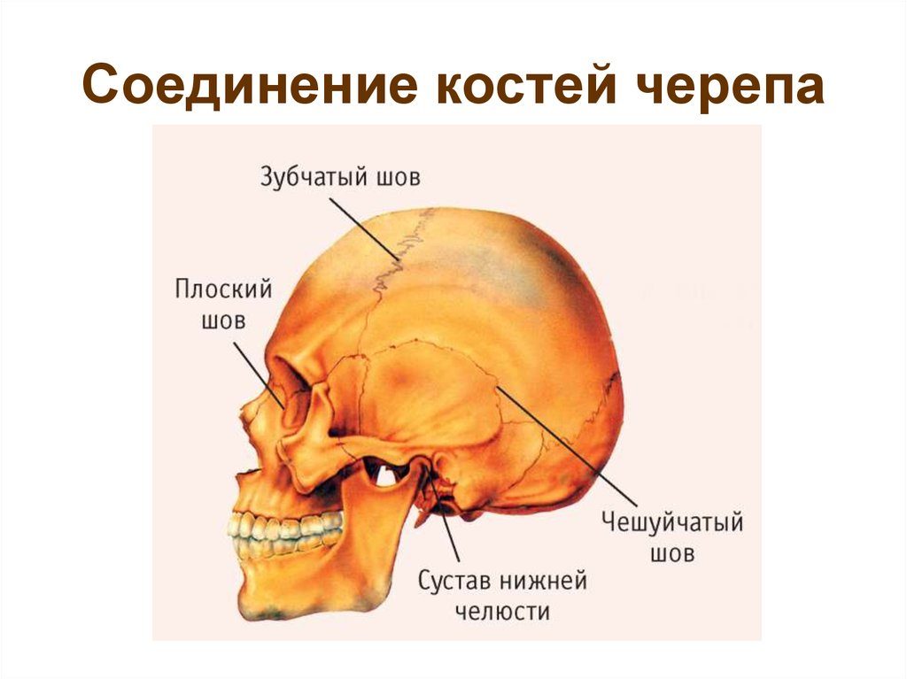 Швы черепа анатомия картинки