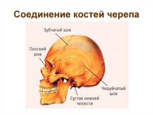 Тип соединения костей черепа человека. Соединения костей черепа. Каким образом крепятся зубы