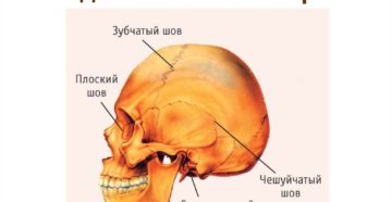 Тип соединения костей черепа человека. Соединения костей черепа. Каким образом крепятся зубы