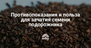 Противопоказания и польза для зачатия семени подорожника. Семена подорожника как средство от бесплодия