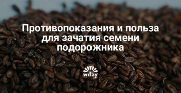 Противопоказания и польза для зачатия семени подорожника. Семена подорожника как средство от бесплодия