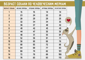 Как определить возраст собак алабая. Как определить возраст собаки по зубам за пять минут. Как перевести собачий возраст на человеческий, сколько у собак идет год жизни по человеческим меркам: расчет