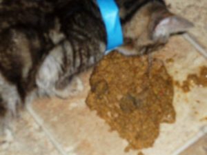 Кошка после еды рыгает. Британская кошка рвет. Кошку рвет после еды непереваренной пищей — причины недуга и способы его лечения. Почему котенок рвет непереваренной едой