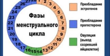 Сколько должен длиться цикл месячных. Какой цикл месячных считается нормальным