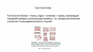 Учение о тканях (общая гистология). Наука, изучающая ткани, - гистология