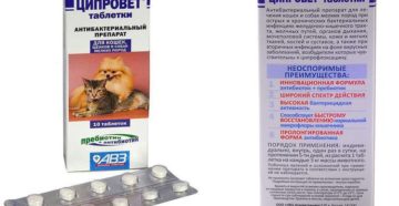 Эффективные антибиотики для кошек. Дозировки, побочные эффекты. Какие антибиотики можно давать коту? Цефалоспорины для кошек