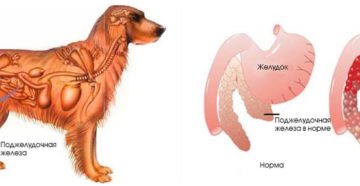 Поджелудочная железа собаки препарат. Панкреатит у собак, симптомы и лечение. Панкреатит у йоркширских терьеров: симптомы, лечение, кормление