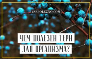 Полезные свойства терна. Терн — польза и вред, полезные свойства для здоровья человека