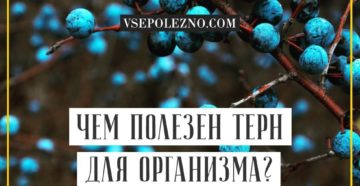 Полезные свойства терна. Терн — польза и вред, полезные свойства для здоровья человека