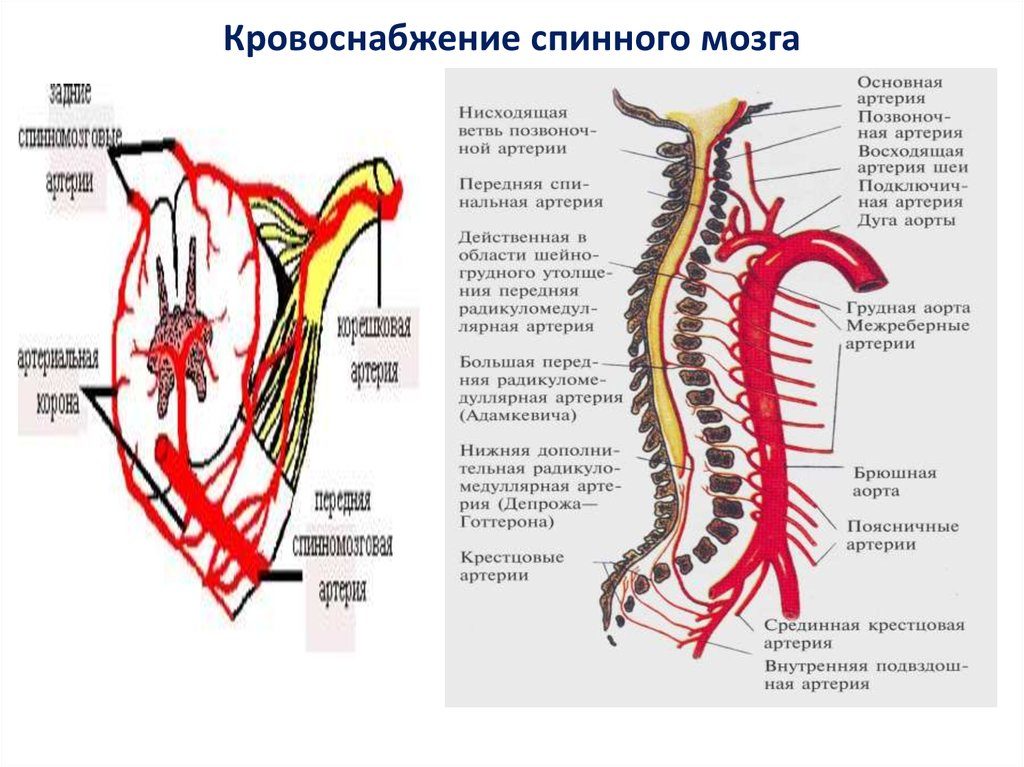 Кровоснабжение спинного мозга. Как происходит кровоснабжение спинного мозга