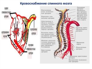 Кровоснабжение спинного мозга. Как происходит кровоснабжение спинного мозга