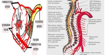 Кровоснабжение спинного мозга. Как происходит кровоснабжение спинного мозга