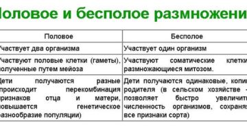 В чем заключается биологическое преимущество полового размножения. Чем половое размножение отличается от бесполого. Особенности размножения. Вопросы в конце параграфа