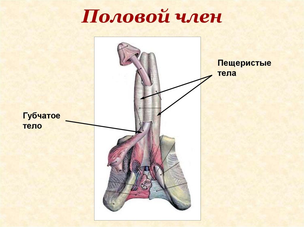 Пещеристые и губчатые тела. Пещеристое тело