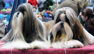 Породы собак: Ши-тцу. Наиболее распространенные болезни ши тцу Почему ши тцу