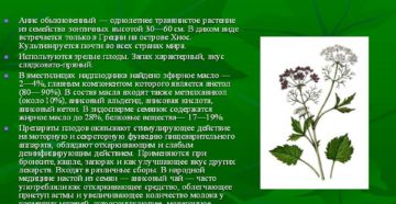 Небольшой ароматный анис поможет от хворей спастись. Анис обыкновенный: лечебные свойства и целебные возможности лекарственного растения