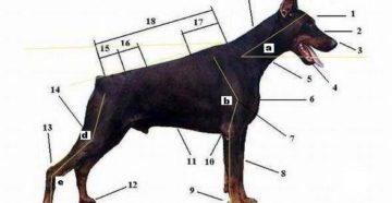 Сколько весит взрослый доберман. Все, что необходимо знать о росте добермана в разном возрасте. Высота в холке