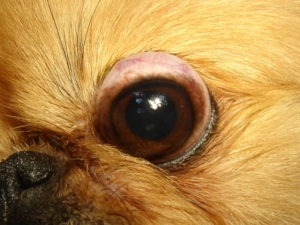 Собака, у которой выпадают глаза – что это за недуг и как он лечится. У каких собак выпадают глаза: причины и лечение У какой собаки выпадают глаза от испуга