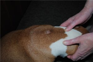 После прививки у собаки появилась шишка на холке — отвечает ветврач. Шишка у собаки после прививки от бешенства