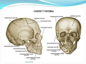 Описание костей черепа человека анатомия. Череп: строение костей головы