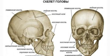 Описание костей черепа человека анатомия. Череп: строение костей головы