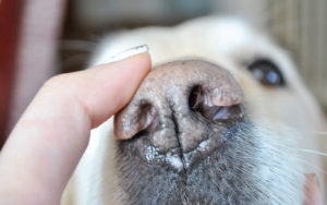 У собаки постоянно сухой нос. У собаки сухой нос. Что делать. Когда стоит переживать за нос собаки