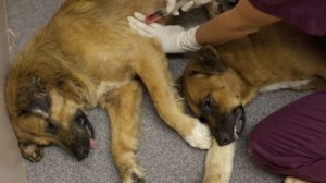 Усыпление собак: как усыпить животное безболезненно. Как усыпить собаку и сколько это стоит? Как сделать эвтаназию собаке