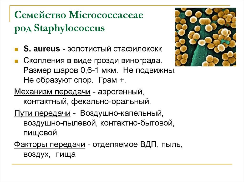 Факторы передачи стафилококка. Серьезная форма стафилококковой инфекции. Пути попадания микроорганизмов к человеку и симптомы заболеваний