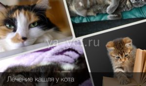 Кот плохо глотает и кашляет. Кот кашляет, как будто подавилась и хрипит причины и лечение