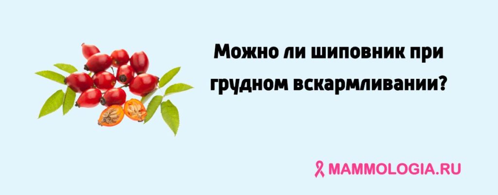 Отвар шиповника после родов. Польза для организма кормящей мамы. Компот из шиповника