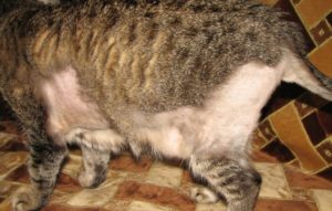 Почему у кошки лысеет живот и задние лапы, что делать? Кошка вылизывает шерсть до появления залысин Кошка зализала пузо до болячек