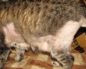 Почему у кошки лысеет живот и задние лапы, что делать? Кошка вылизывает шерсть до появления залысин Кошка зализала пузо до болячек