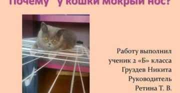 Мокрый нос у кошек. Что значит, если у кошки мокрый нос? У кошки мокрый нос: причина для беспокойства? У кота очень мокрый нос