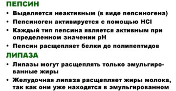 Ферменты в желудке. ? Ферменты желудка человека: как расщепляют, чем являются