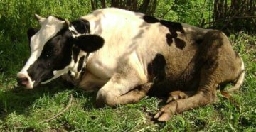 Симптомы и методы лечения атонии преджелудков у коровы. Атония преджелудков и ацидоз рубца у коров