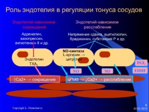 Стенки кровеносных сосудов, эндотелий. Эндотелий сосудов. Роль эндотелия в регуляции просвета сосудов Из одного слоя клеток эндотелия состоят