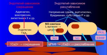 Стенки кровеносных сосудов, эндотелий. Эндотелий сосудов. Роль эндотелия в регуляции просвета сосудов Из одного слоя клеток эндотелия состоят