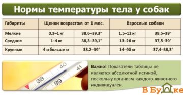 Нормальная температура у собак крупных пород овчарка. Какая температура у собаки считается нормальной - основные причины отклонения от нормы. Причинами гипотермии могут быть