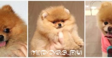 Померанский шпиц размеры взрослой собаки. Померанский шпиц: продолжительность жизни и особенности взросления. Антигельминтные лекарства для собак