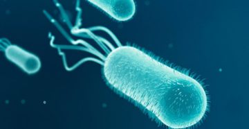 Бактерия коли в моче. Инфекции, вызванные Escherichia coli