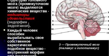 Раздражение подкорковых структур. Ирритация коры головного мозга ведет к серьезным нарушениям во всем организме. Как проявляется ирритация головного мозга