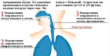 Причины и лечение кашля при вдохе и выдохе. Причины кашля на выдохе