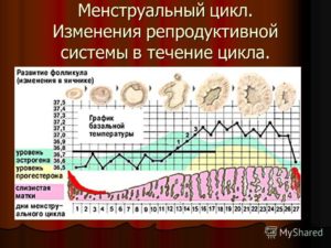 Когда начинается лютеиновая фаза цикла. Как ее распознать. Нарушение функциональности репродуктивной системы