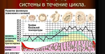 Когда начинается лютеиновая фаза цикла. Как ее распознать. Нарушение функциональности репродуктивной системы