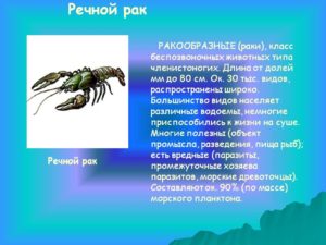 Речной рак: описание и виды. Среда обитания речного рака. Сколько живут и польза от речного рака. Чем питаются раки