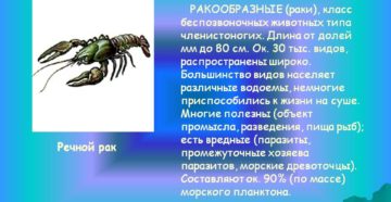 Речной рак: описание и виды. Среда обитания речного рака. Сколько живут и польза от речного рака. Чем питаются раки