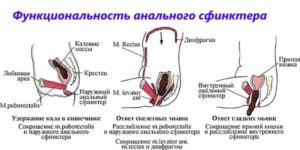 Укрепление сфинктера. Слабость сфинктера прямой кишки. Можно ли вылечить болезнь ЛФК