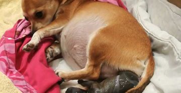 Как понять, что собака родила всех щенков: признаки окончания родов. Как принять дома роды у собаки Как начинаются схватки у первородящих собак