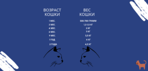 Как определить возраст котенка в домашних условиях. Как определить возраст котёнка: Полезные советы для хозяев. Определяем возраст по весу